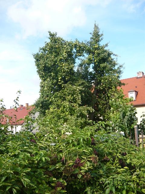 P1020027.JPG