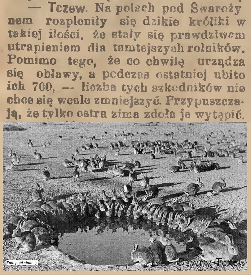 Gazeta Toruńska 02 06 1904.JPG