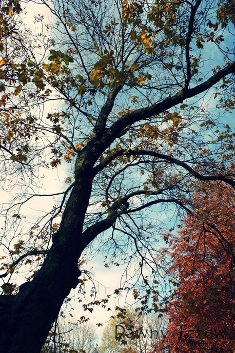 11f.jpg