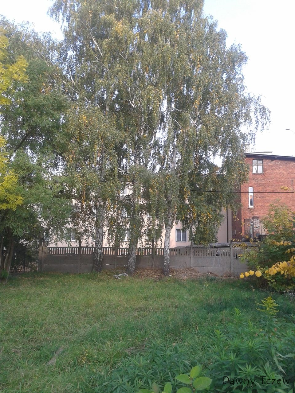 brzózki.jpg