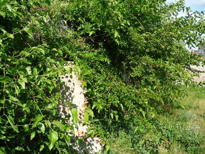 morwy 1.jpg