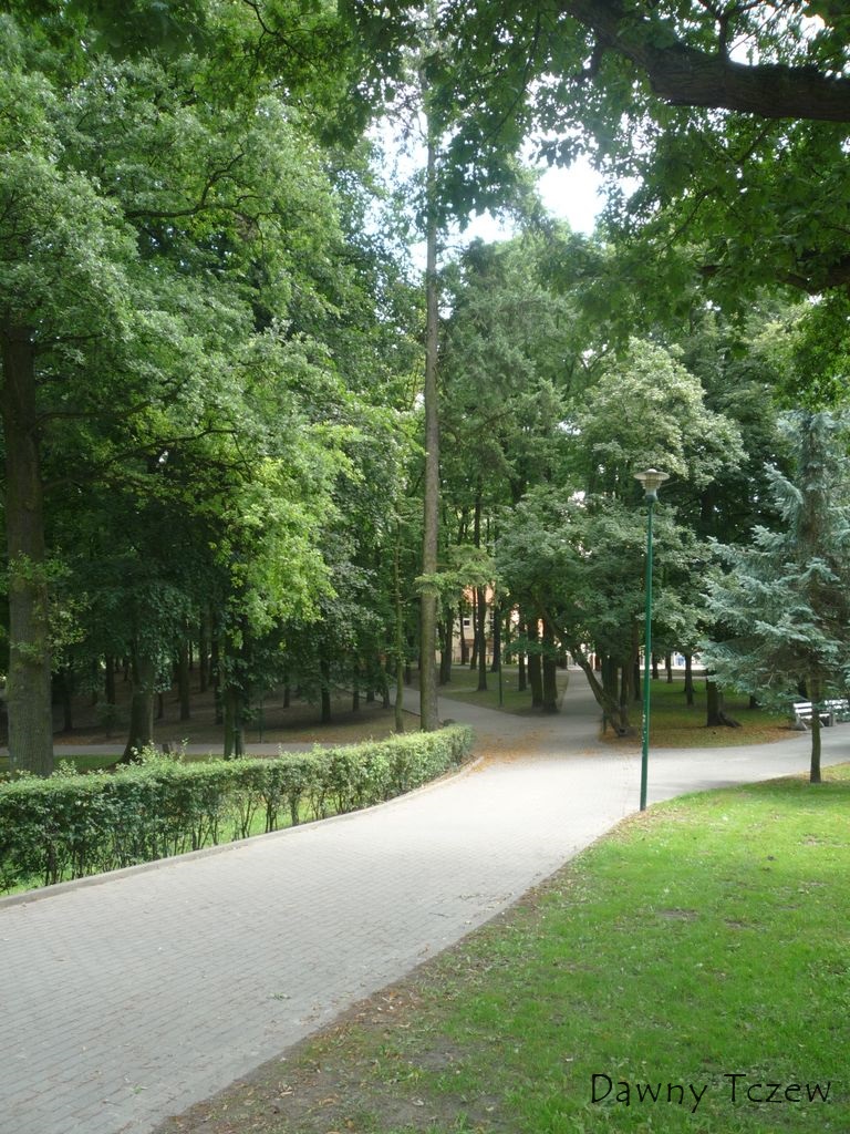 świerk.jpg