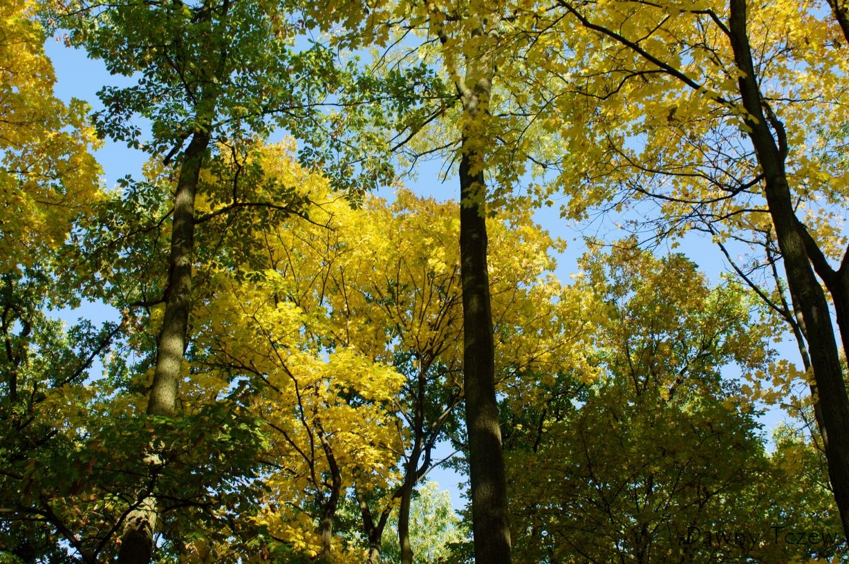 DSC03105.jpg