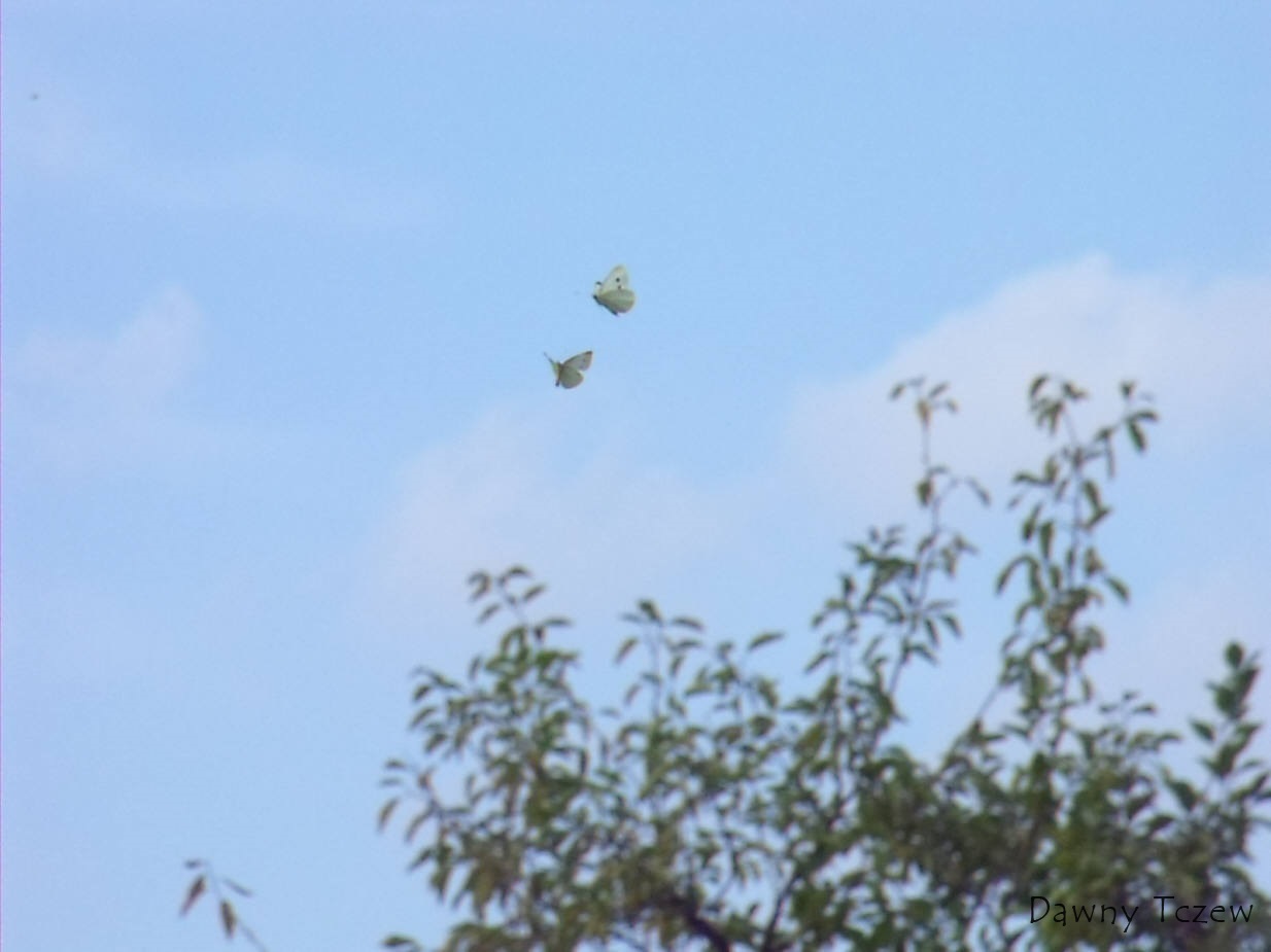 DSCF5232.jpg