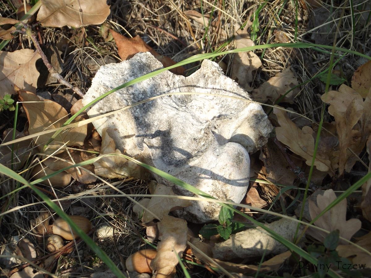 DSCF3060.JPG