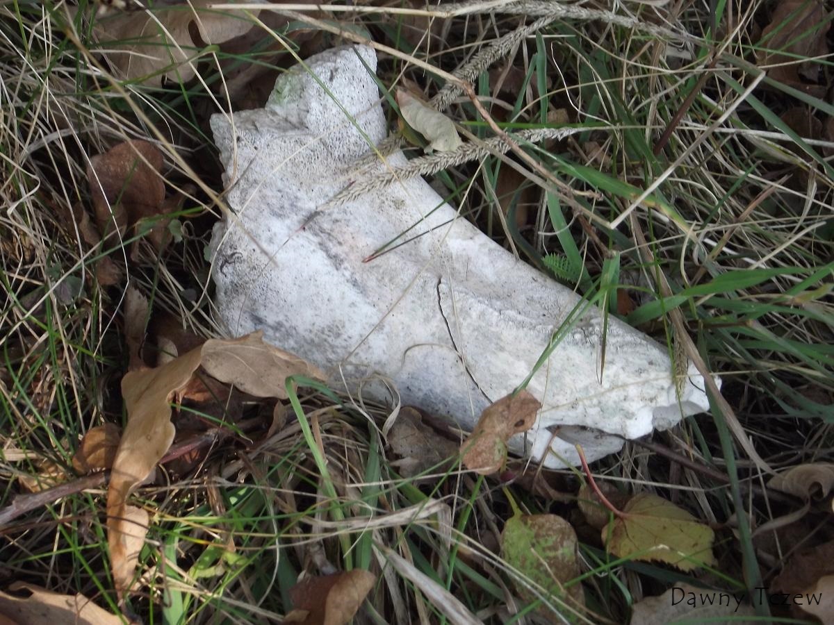 DSCF3061.JPG