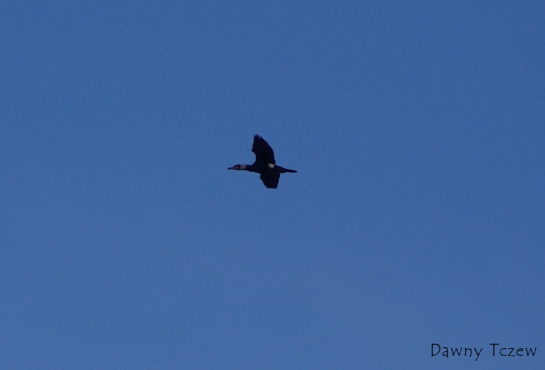 Kormoran.1.jpg