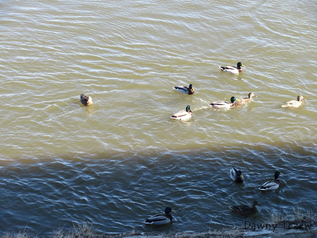 kaczuchy.JPG