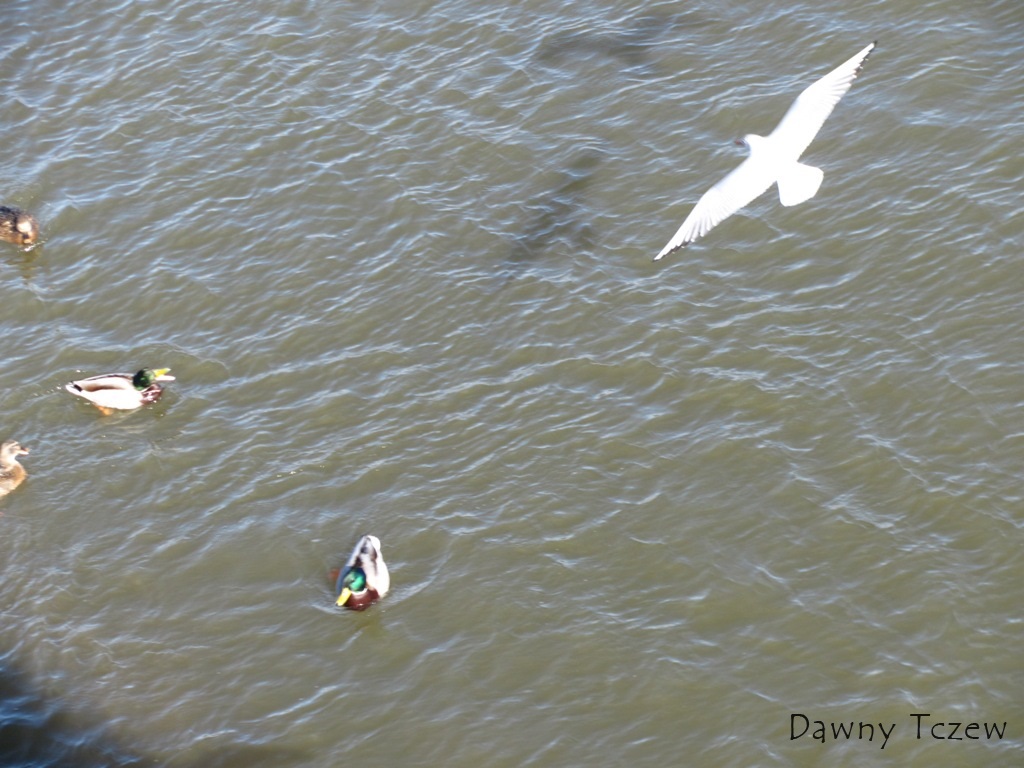 kaczka.JPG