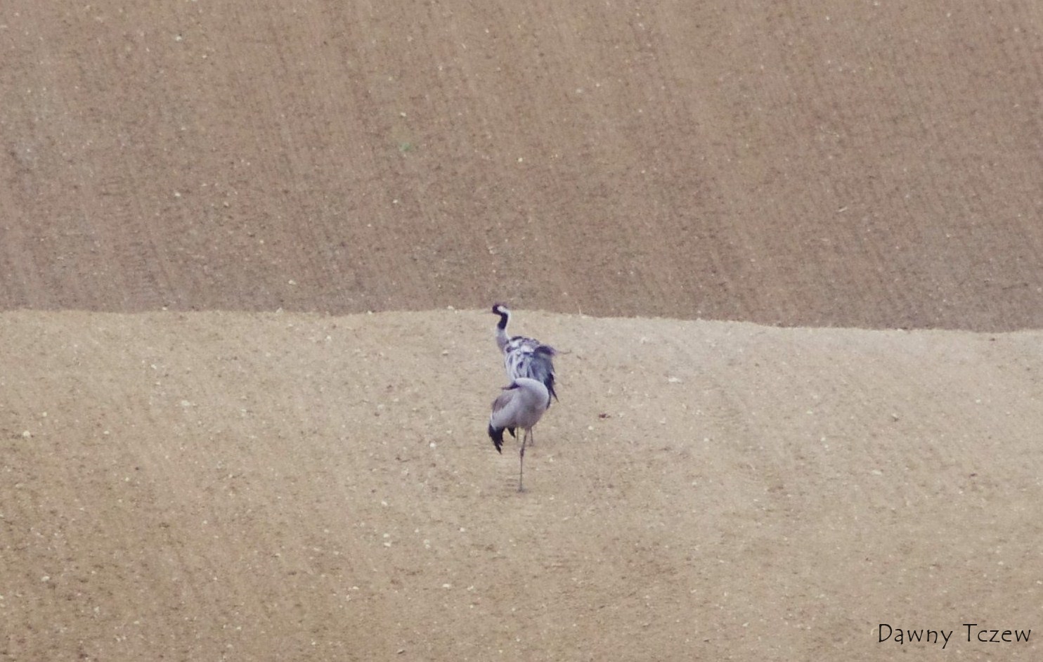 Żurawie.JPG