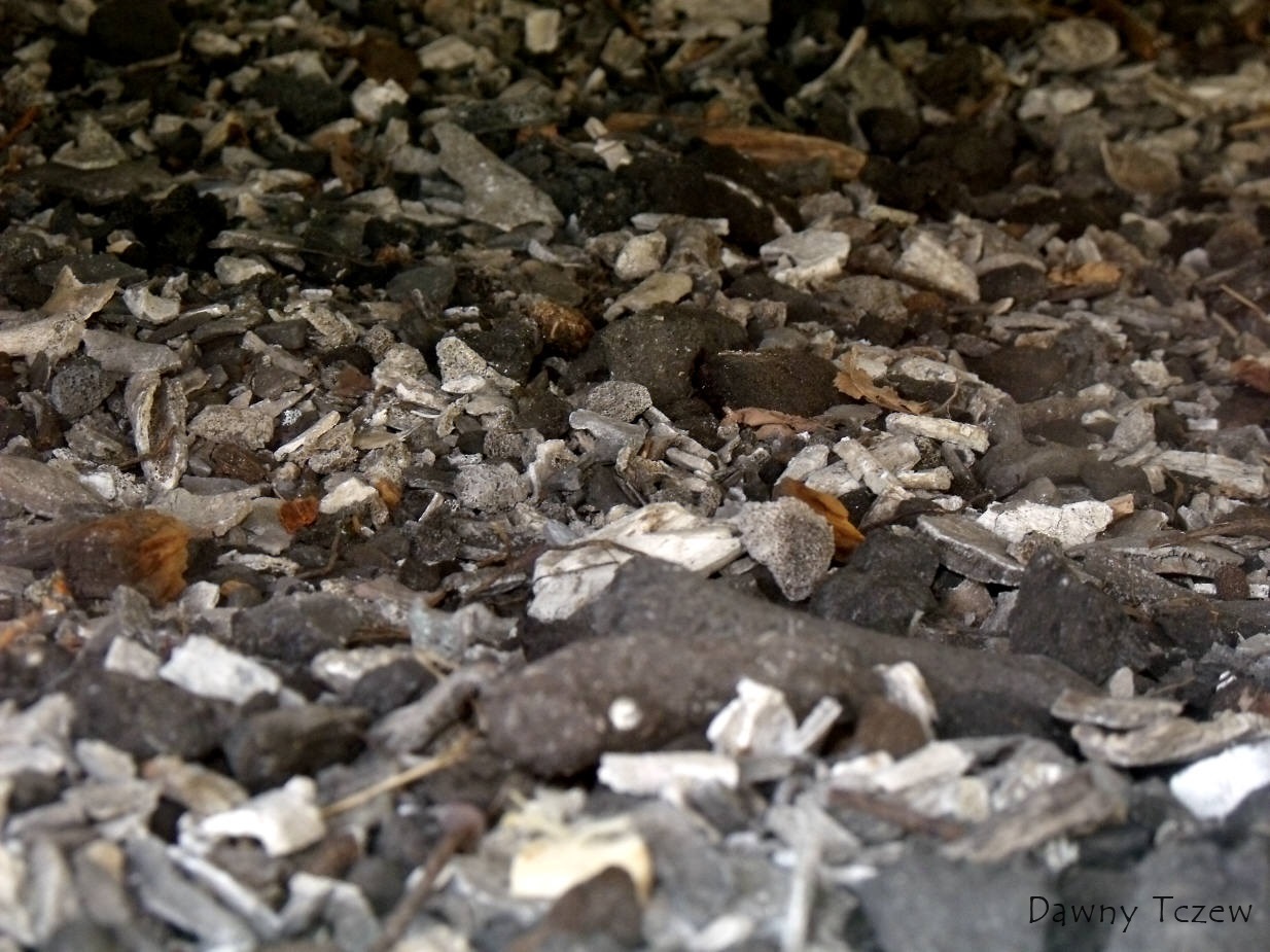 DSCF5154.jpg