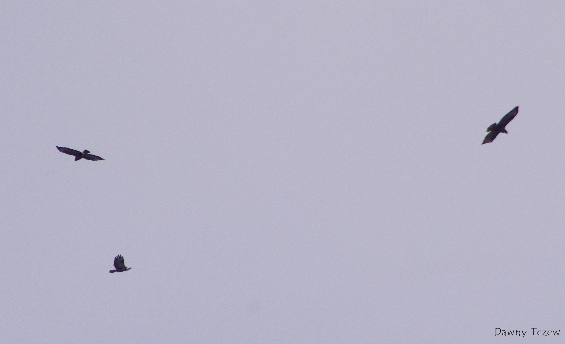 Błotniaki Stawowe.3.JPG