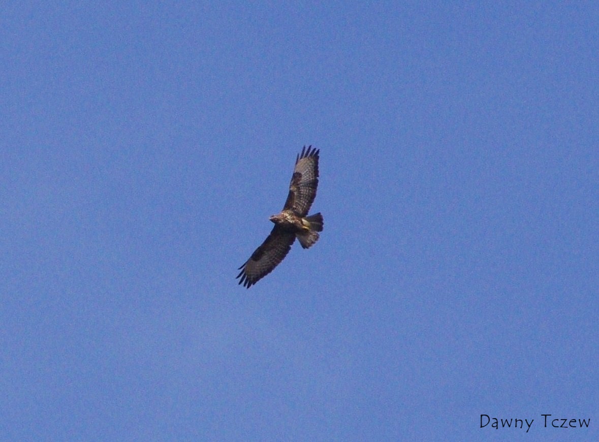 Błotniak Stawowy.JPG