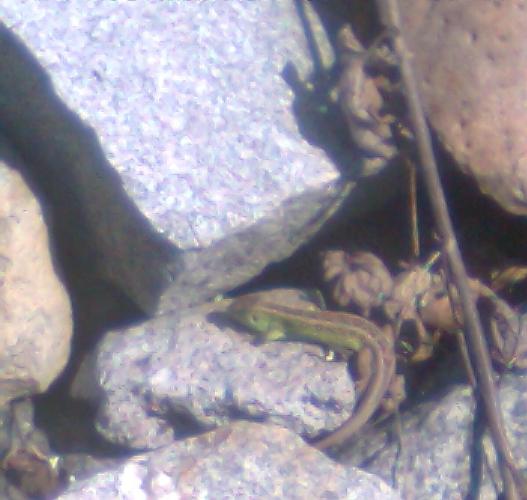 Jaszczurka zwinka.jpg