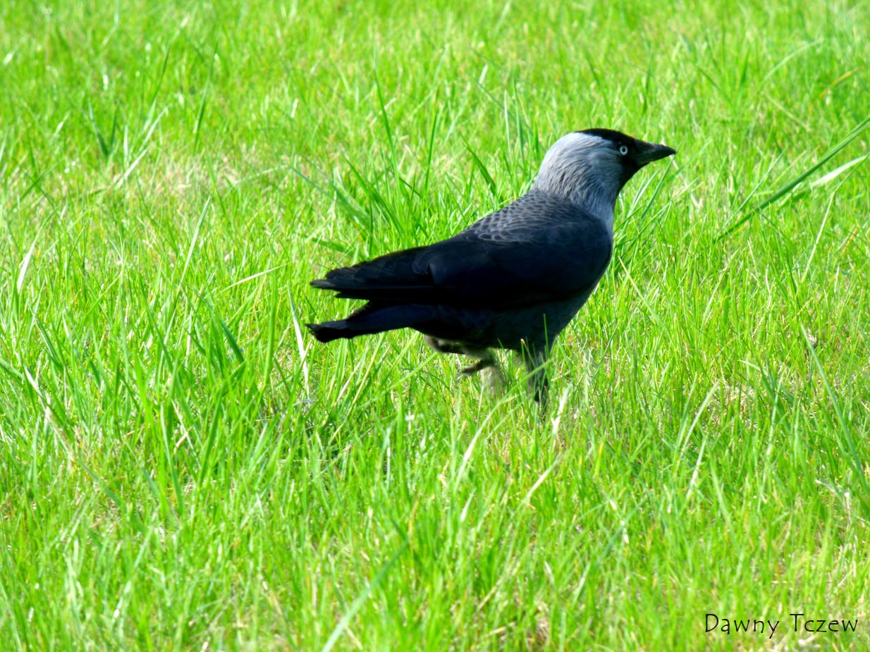 DSCF5466.jpg