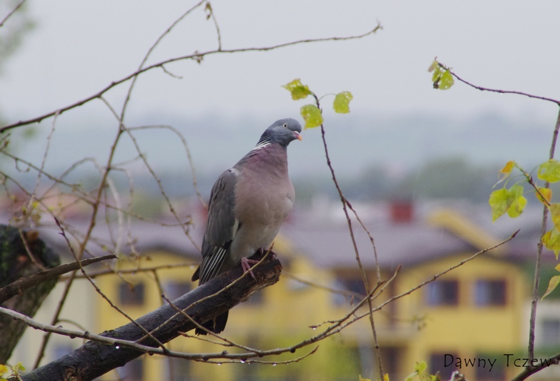 Gołąb.3.jpg