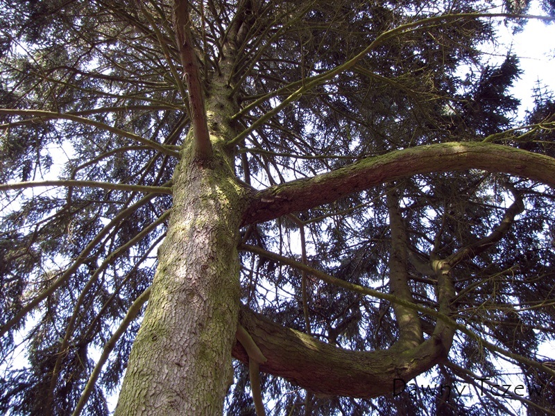 drzewo 1.jpg