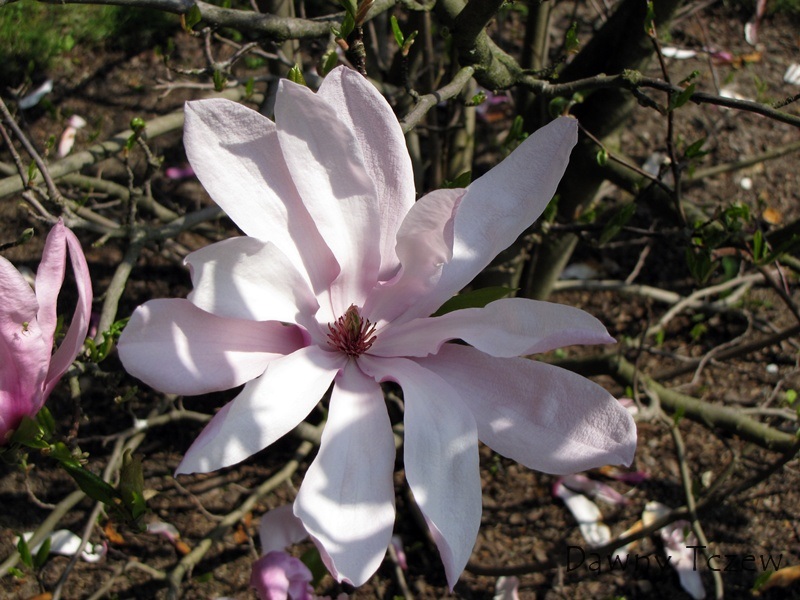 magnolia 2.jpg