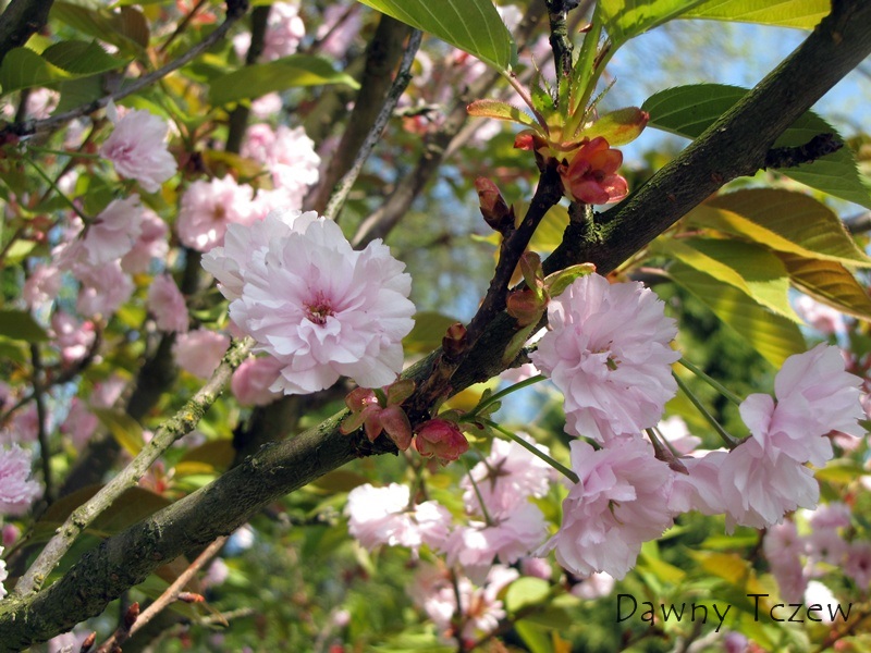 magnolia 1.jpg