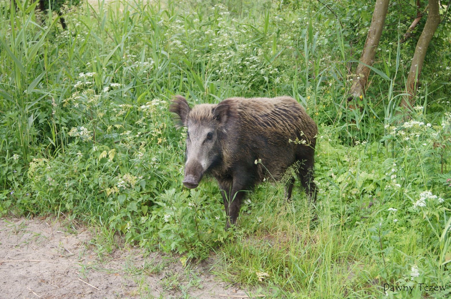 DSC06617.jpg