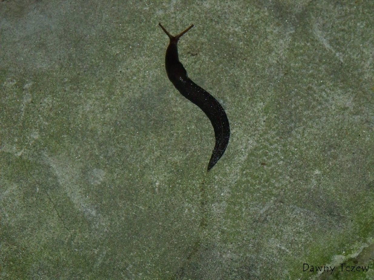 DSCF7040.jpg