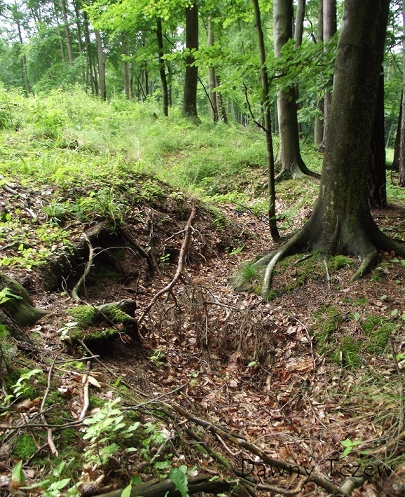 DSCF4090.JPG