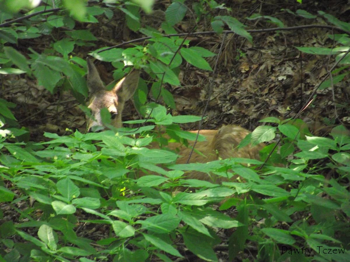 BAMBI.JPG