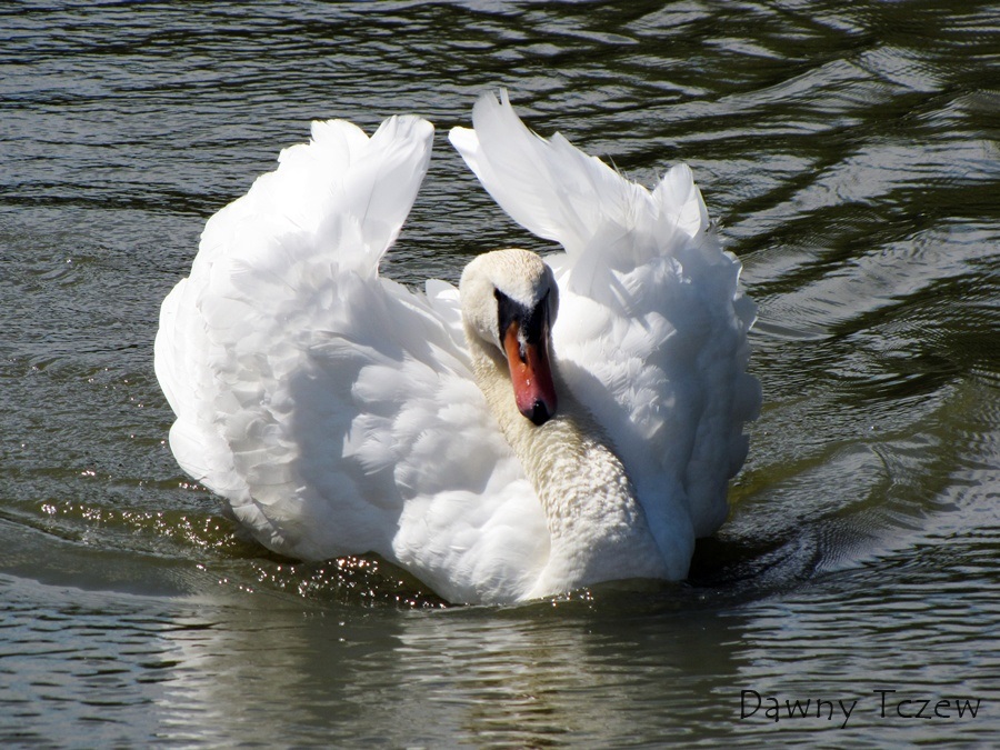 bojowy łabędź.jpg
