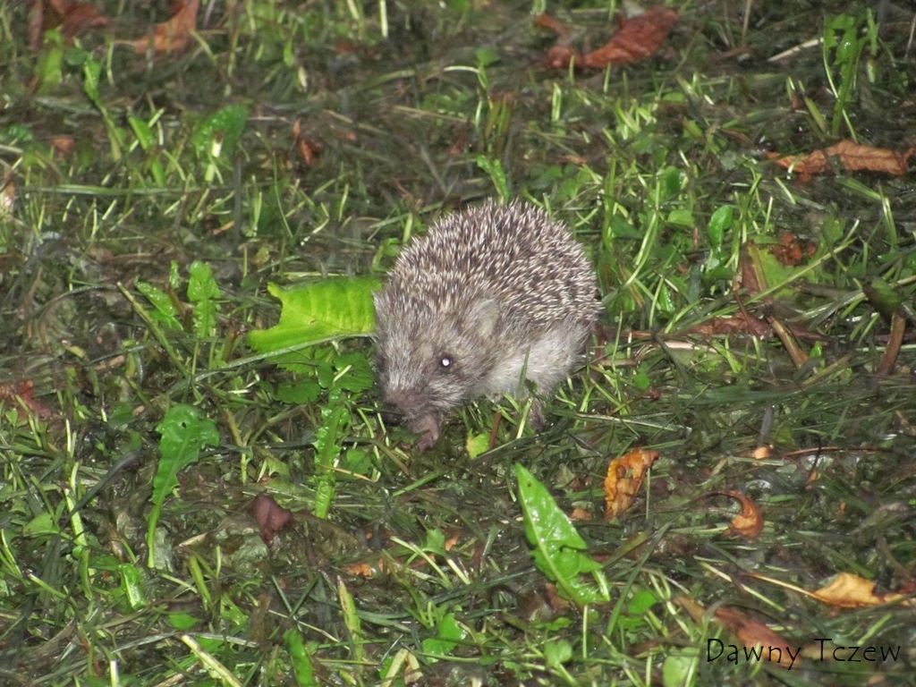jeżu.JPG