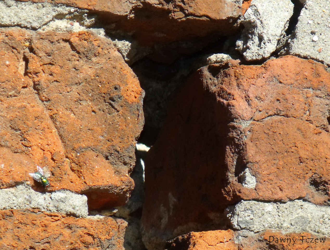 DSCF4426.jpg