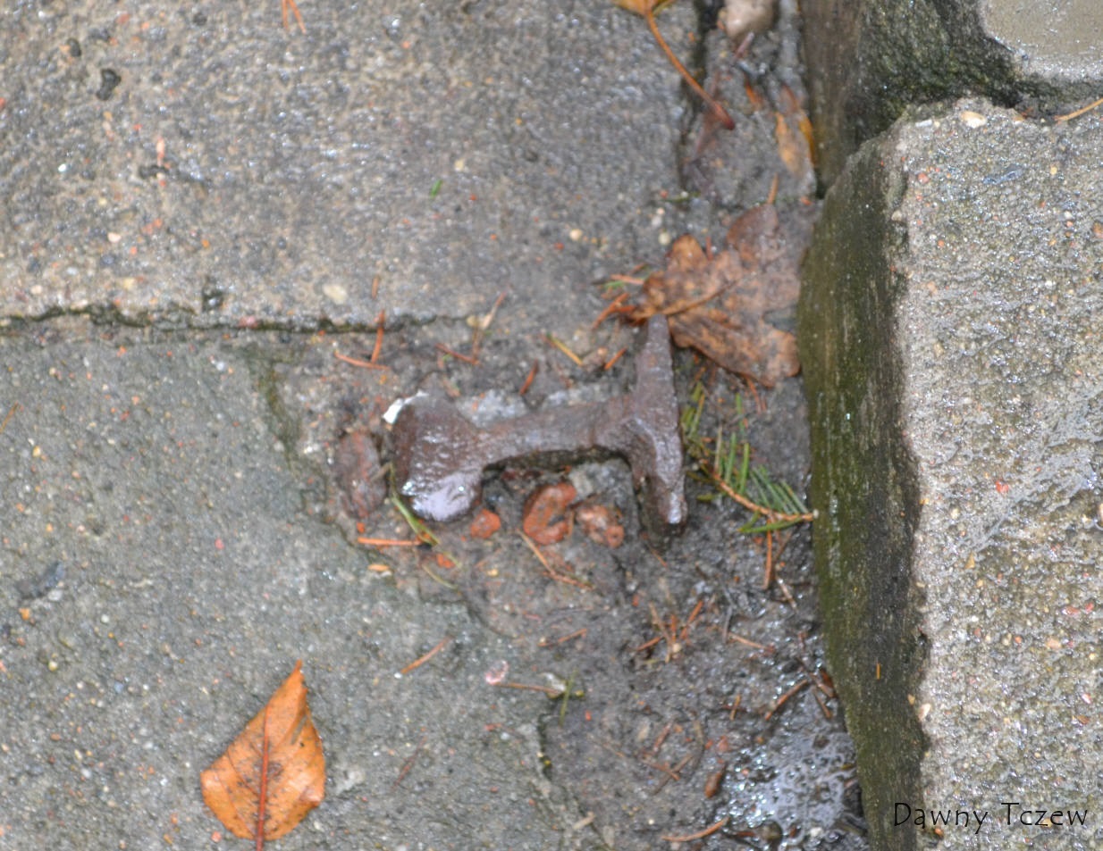 DSC_7176.jpg