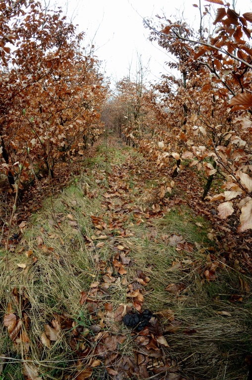 DSC_7275.JPG