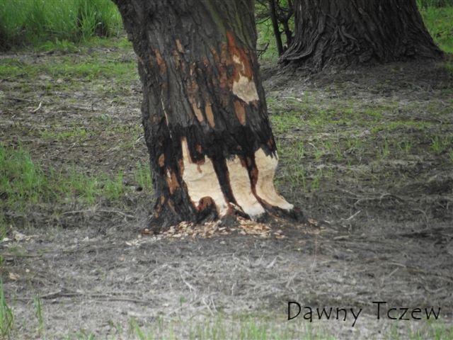 DSCF1206.jpg