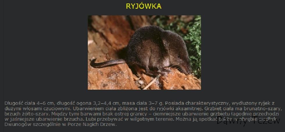 Ryjówka.JPG
