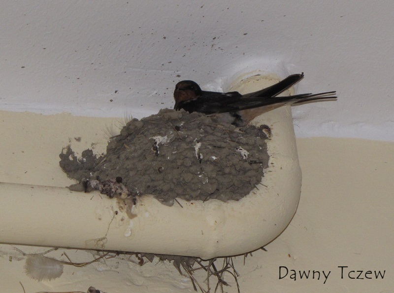 Heine jaskółka.jpg