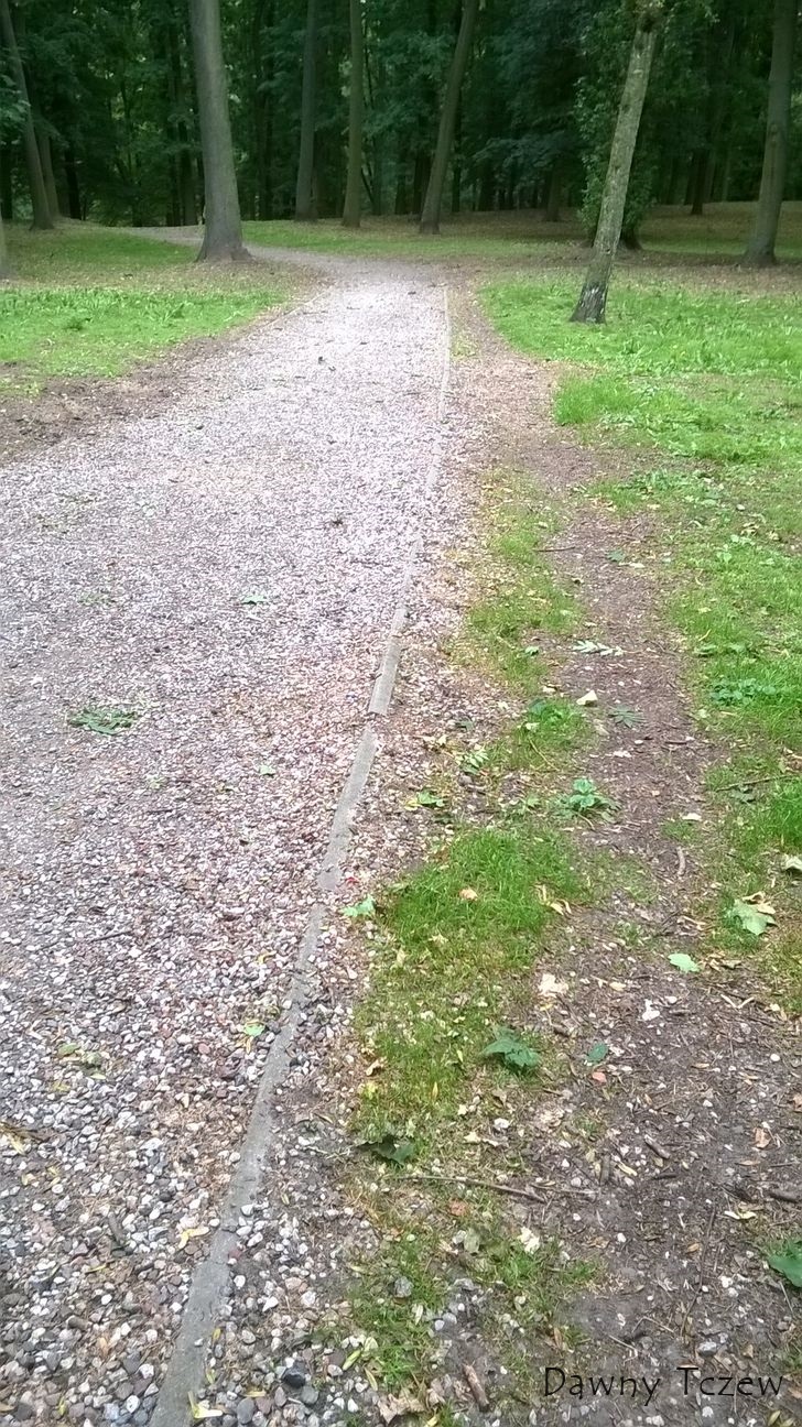 tłuczeń i dzika (2).jpg