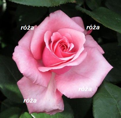 rose.jpg