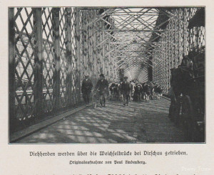 Vieherden auf Weichselbrücke -Dirschau, russische Gefangene im Wagon,Tannenberg.jpg