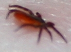 Obraz 1147.jpg